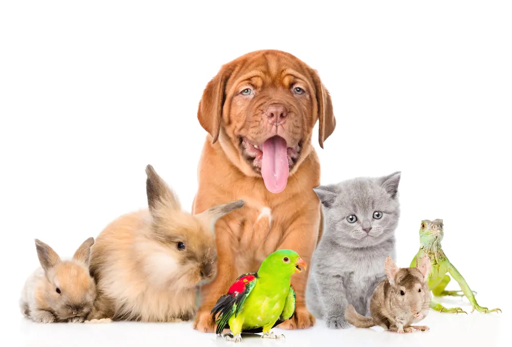 Cần chuẩn bị kỹ trước khi bắt đầu kinh doanh với một website về thú cưng